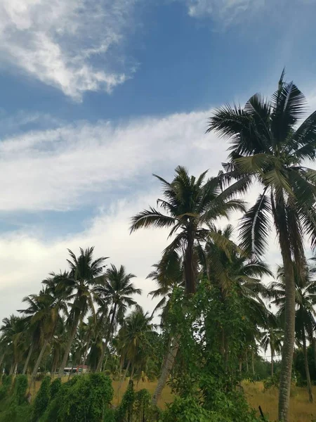 sky with coconut tree at the foreground.