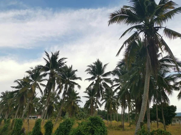 sky with coconut tree at the foreground.