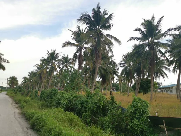 Sky Coconut Tree Foreground — Stock fotografie