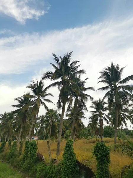 Sky Coconut Tree Foreground —  Fotos de Stock