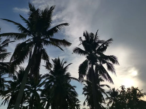 sky with coconut tree at the foreground.