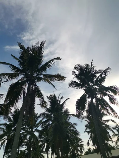 Sky Coconut Tree Foreground — Stock Fotó