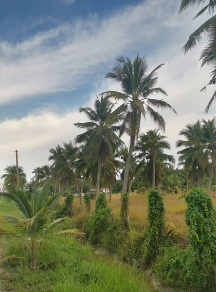 sky with coconut tree at the foreground.