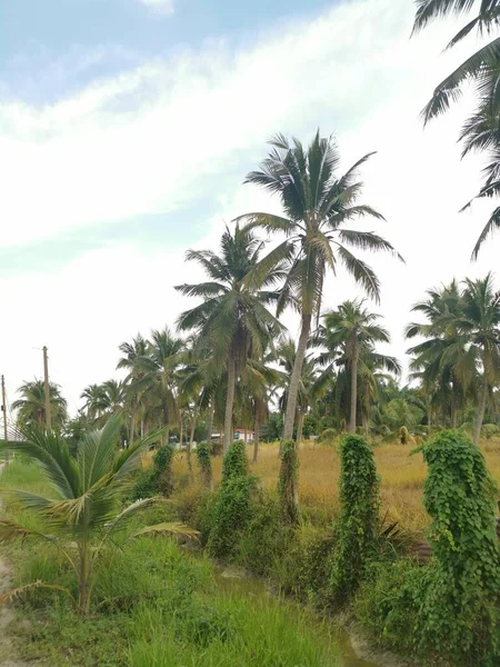 Sky Coconut Tree Foreground — Stockfoto