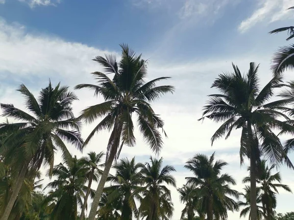 sky with coconut tree at the foreground.