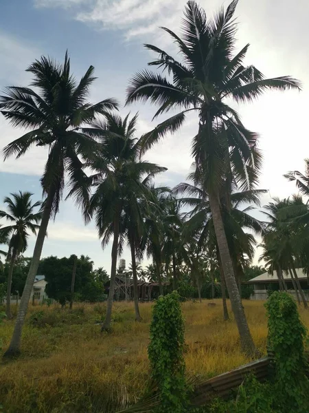 Sky Coconut Tree Foreground — 스톡 사진