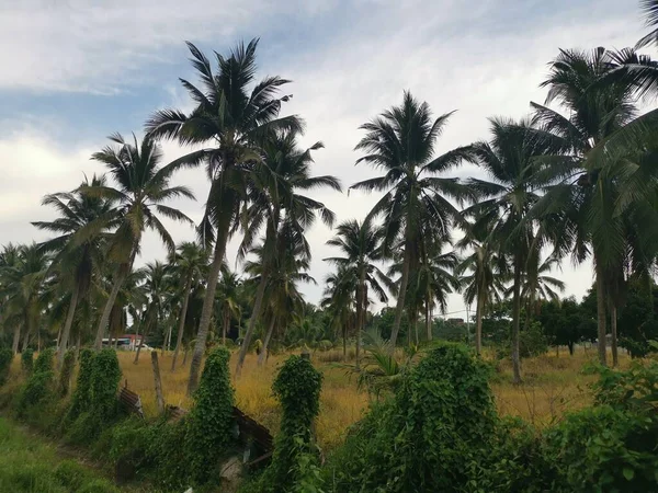 Sky Coconut Tree Foreground — Stockfoto