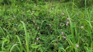Yabani otların çalıları Dokunma bana hassas otlar değil 
