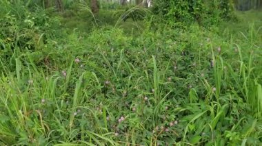 Yabani otların çalıları Dokunma bana hassas otlar değil 