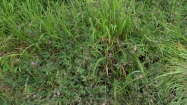 Yabani otların çalıları Dokunma bana hassas otlar değil 