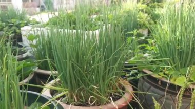 Tencerede taze yeşil soğanlar yetişiyor.