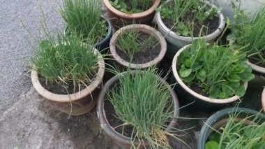 Tencerede taze yeşil soğanlar yetişiyor.