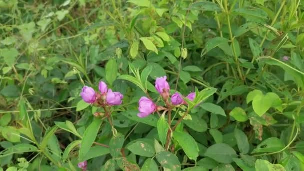 Wild Bushes Purple Melastoma Malabathricum Plant — Stock Video