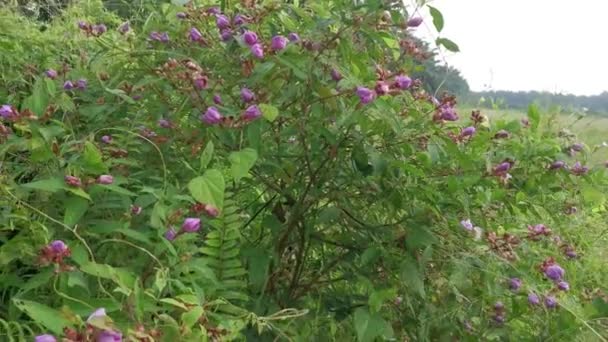 Άγριοι Θάμνοι Του Φυτού Melastoma Malabathricum — Αρχείο Βίντεο