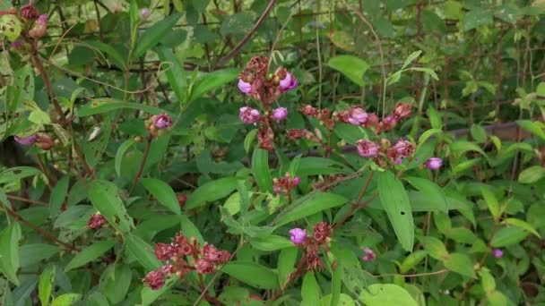 Divoké Keře Rostliny Purpurového Melastomu Malabathricum — Stock video