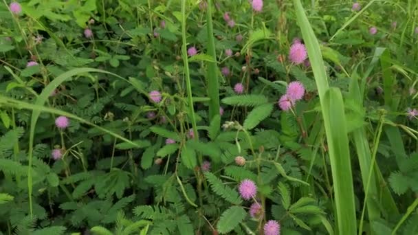 Bushes Wild Touch Sensitive Weeds Plant — Stock Video