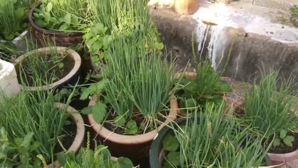 Fresh Green Scallions Growing Pot — Stock Video