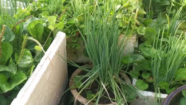 Fresh Green Scallions Growing Pot — Stock Video