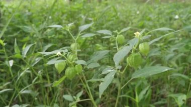 Physalis angulata bitkisinin vahşi çalıları. 