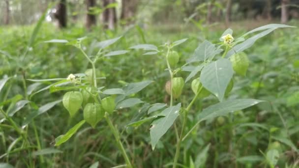 Άγριος Θάμνος Του Φυτού Physalis Angulata — Αρχείο Βίντεο