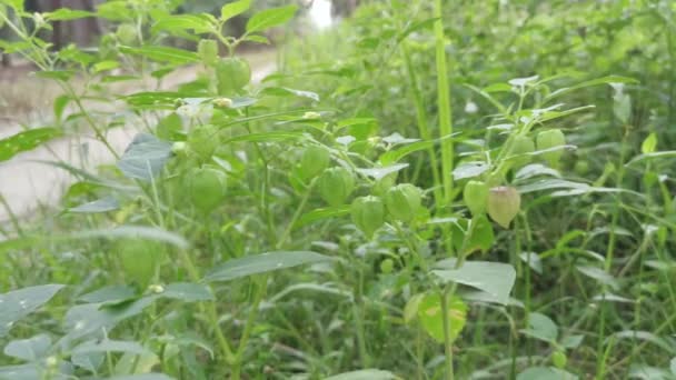 Cespuglio Selvatico Della Pianta Physalis Angulata — Video Stock