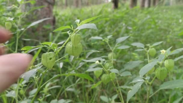 Cespuglio Selvatico Della Pianta Physalis Angulata — Video Stock