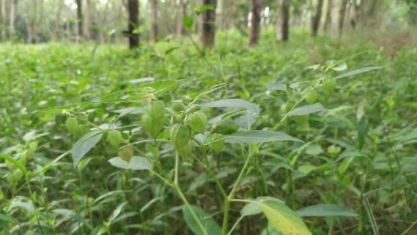 Arbusto Selvagem Planta Physalis Angulata — Vídeo de Stock