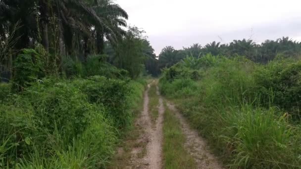 Sentier Rural Étroit Buissonnant Dans Prairie Sauvage — Video