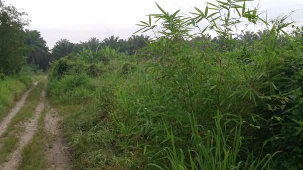 Bushy Narrow Rural Pathway Wild Meadow — Stock Video