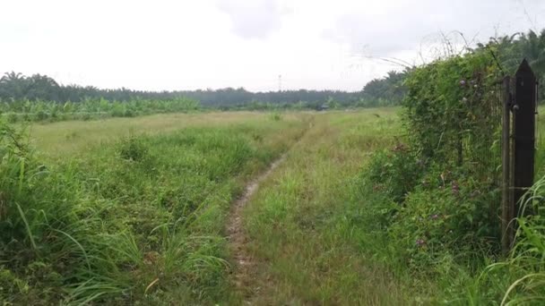 Buschiger Schmaler Feldweg Der Wilden Wiese — Stockvideo