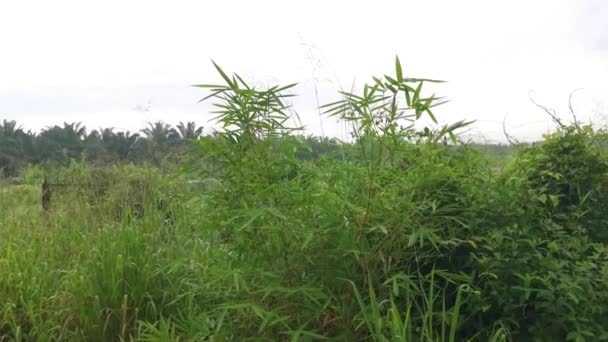 Bushy Narrow Rural Pathway Wild Meadow — Stock Video