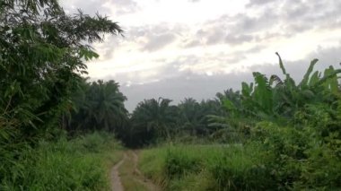 Çalı gibi dar kırsal yol vahşi çayırlarda.