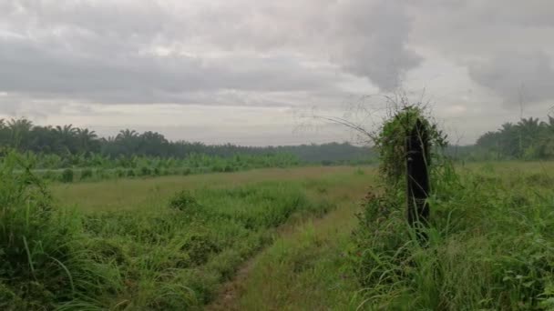 Buschiger Schmaler Feldweg Der Wilden Wiese — Stockvideo