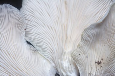 Vahşi huni vantilatör şeklindeki bozuk para mantarları..