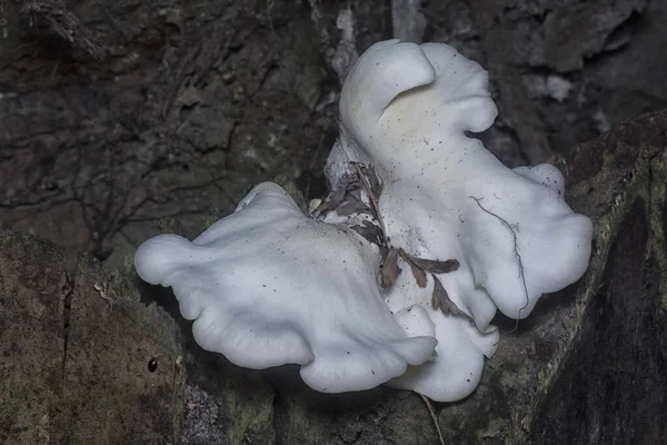 Cogumelos Coincap Forma Leque Funil Selvagens — Fotografia de Stock