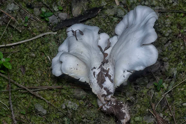 Wilde Trechter Waaier Vormige Coincap Champignons — Stockfoto