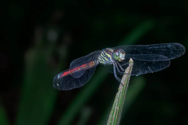 Close Shot Van Asiatische Bloedstaart Libelle — Stockfoto