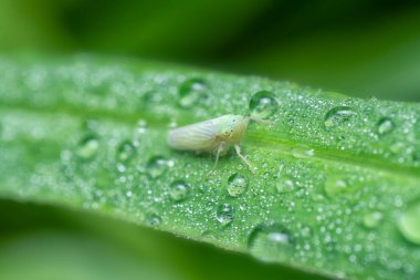Küçük beyaz yaprak hoplatıcısına yakın çekim
