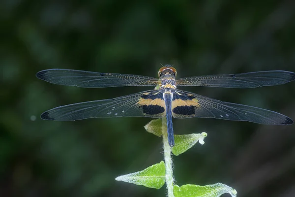 Närbild Rhyothemis Phyllis Trollslända — Stockfoto