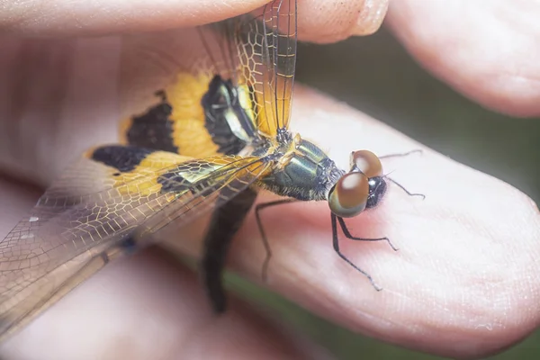 Tiro Cercano Libélula Rhyothemis Phyllis — Foto de Stock