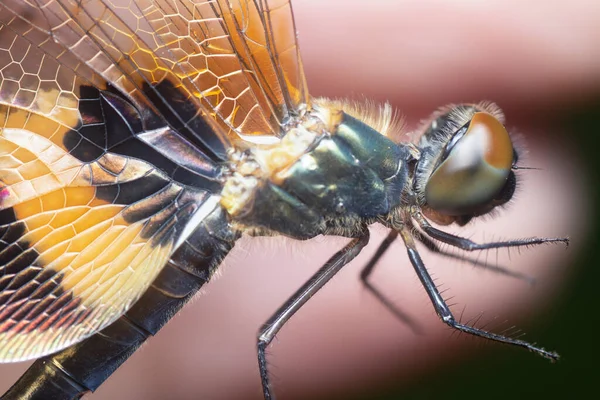 Tiro Cercano Libélula Rhyothemis Phyllis — Foto de Stock