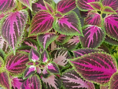 Coleus scutellarioides renkli yapraklar bitki.