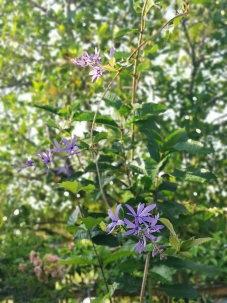 Jovem Lixa Videira Atirar Flor Planta — Fotografia de Stock