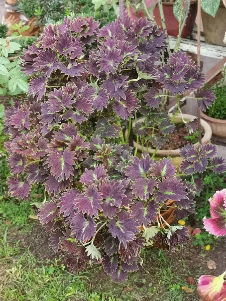 Coleus Scutellarioides Renkli Yapraklar Bitki — Stok fotoğraf