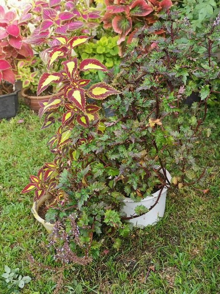 Coleus scutellarioides colorful leaves plant.