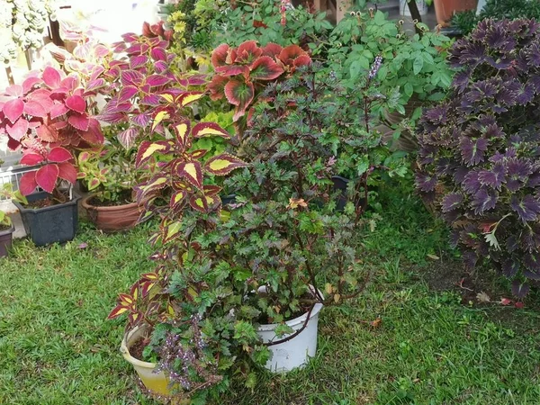 Coleus Scutellarioides Kolorowe Liście Roślin — Zdjęcie stockowe