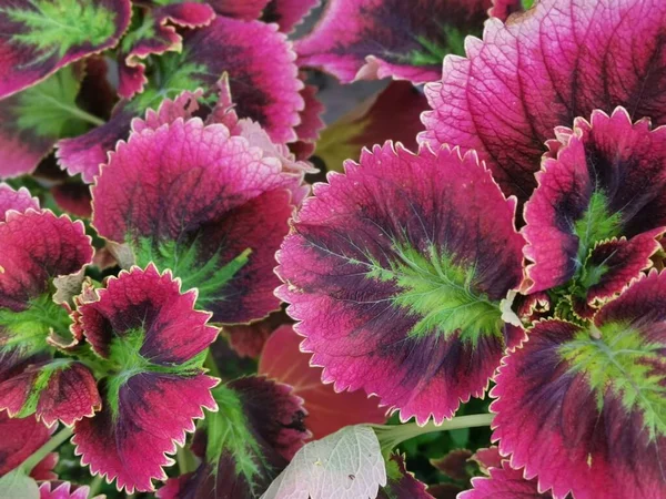 Coleus Scutellarioides Kleurrijke Bladeren Plant — Stockfoto