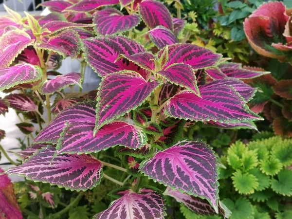 Coleus Scutellarioides Renkli Yapraklar Bitki — Stok fotoğraf