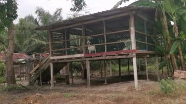 Ahşap ahırın içinde büyüyen keçi