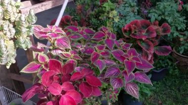 Coleus scutellarioides renkli yapraklar bitki.